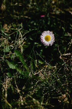 Vibrant daisy flower blooming amidst lush grass, showcasing natural beauty.