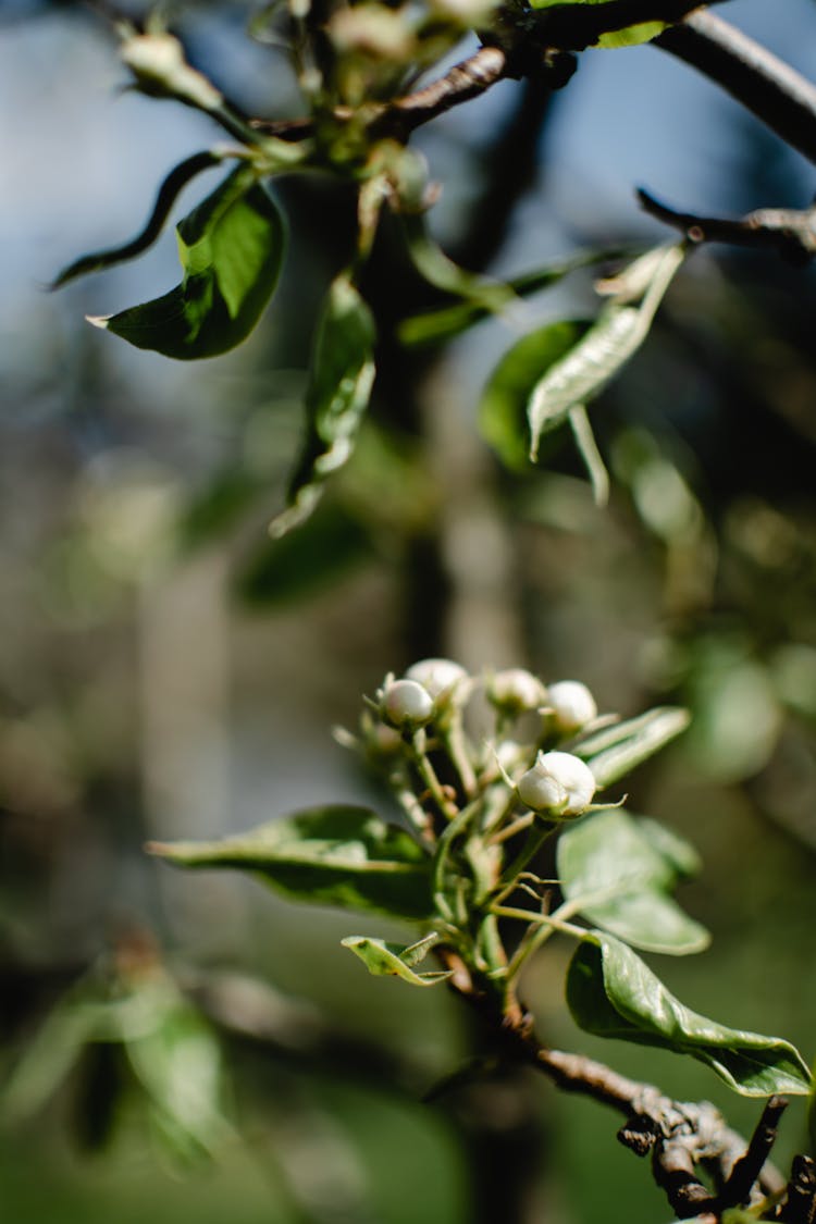 Buds And Leaves In Spring