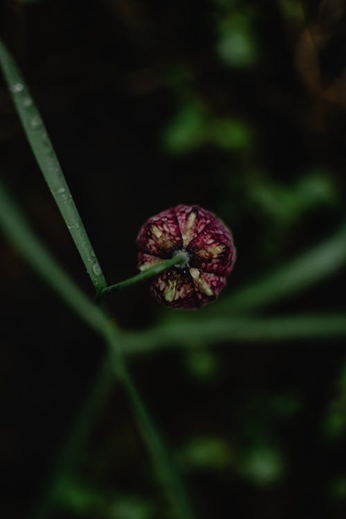 Close Up of Purple Flower