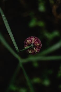 Ethereal close-up of a moody purple bud with raindrops on leaves in a dark setting.