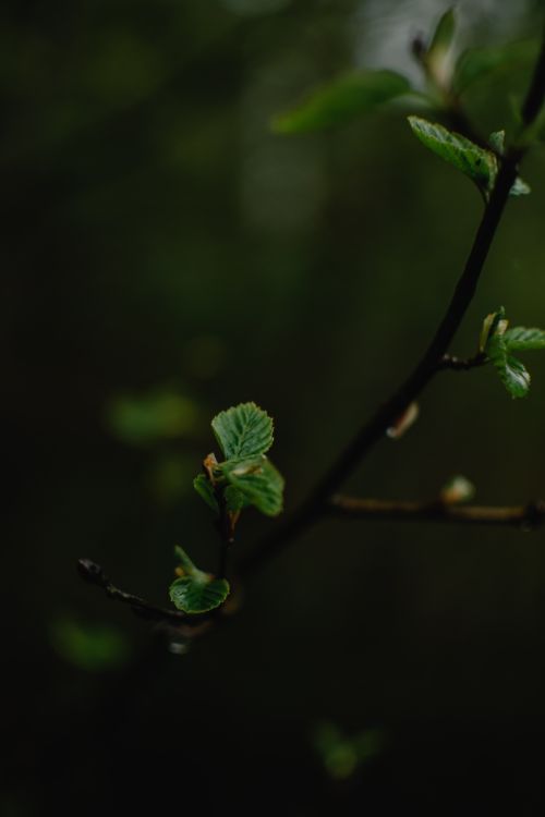 Free Macro shot of fresh green leaves on a branch, symbolizing new growth and spring in a dark forest. Stock Photo