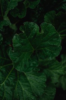Detailed view of lush green rhubarb leaves, showcasing natural beauty.