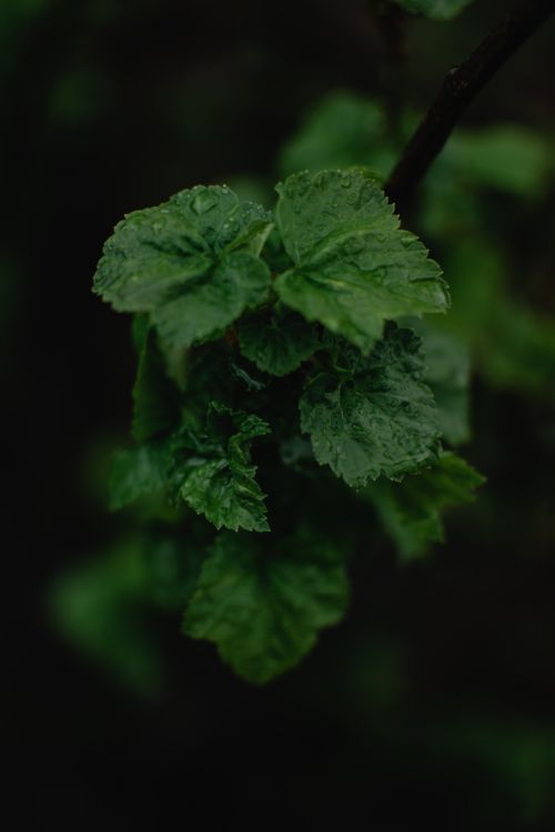 Free Close-up of green leaves with dewdrops in an outdoor natural setting in Estonia. Stock Photo