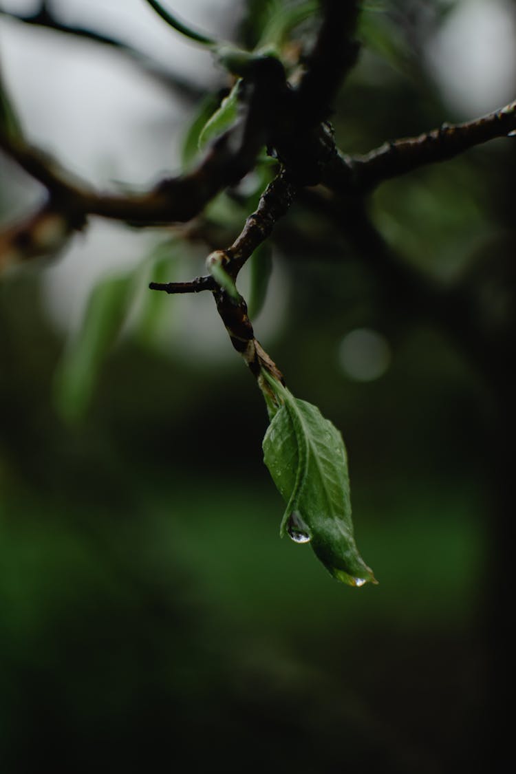 Wet Green Leaf In Close Up Photography