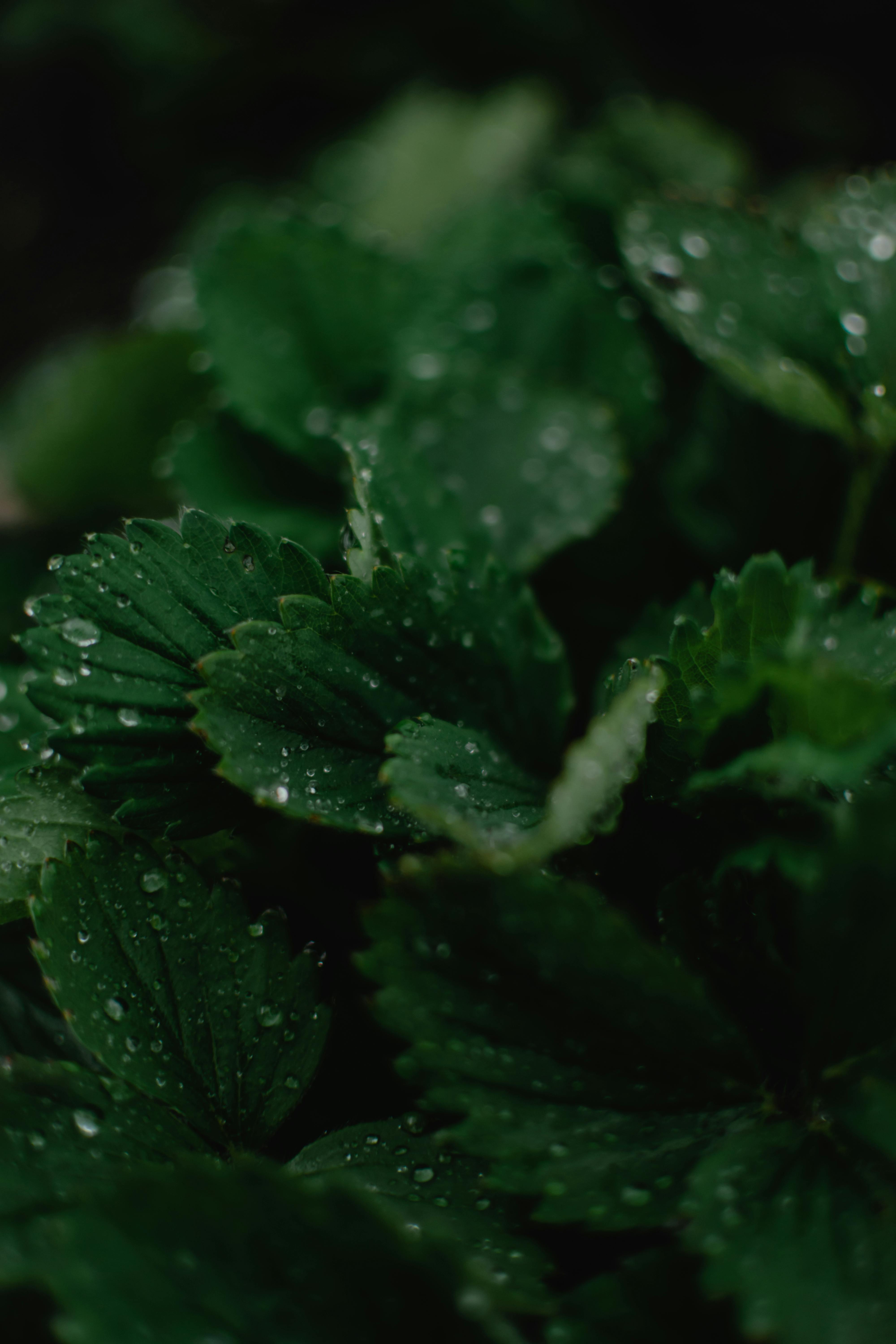 High-resolution close-up of lush strawberry leaves with dewdrops, capturing nature's intricate beauty.