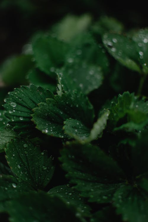 Close-Up Shot of Dewdrops on Green Leaves