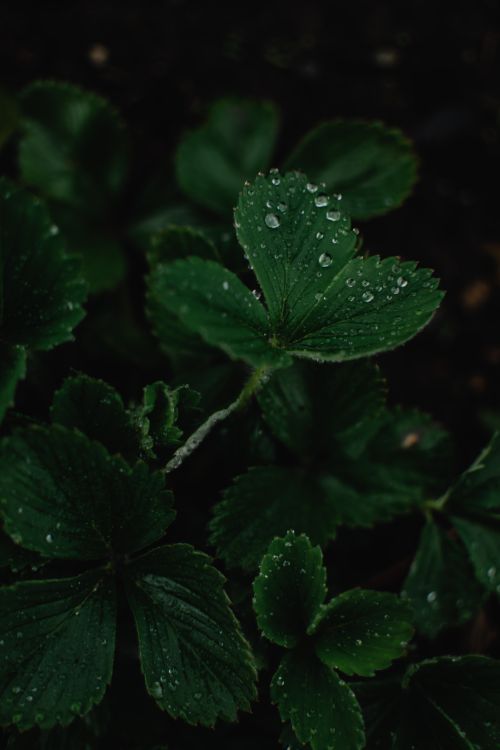 Free A detailed close-up of green leaves with sparkling dewdrops. Captured in Estonia. Stock Photo