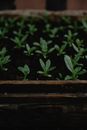Free stock photo of agriculture, ball shaped, box