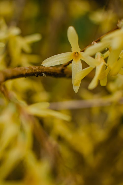 Yellow and White Flower on Brown Tree Branch