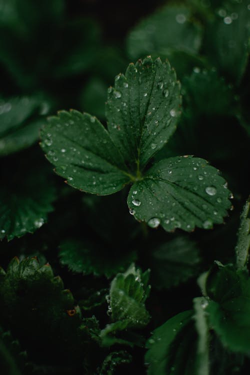 Dark Green Leaves with Water Droplets