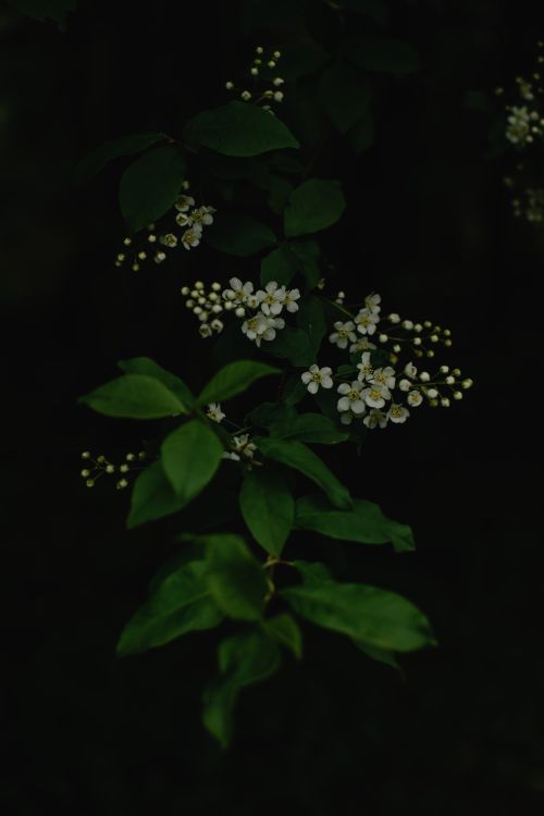 Free Delicate cherry blossoms in lush Estonian woods, capturing spring's serene beauty. Stock Photo