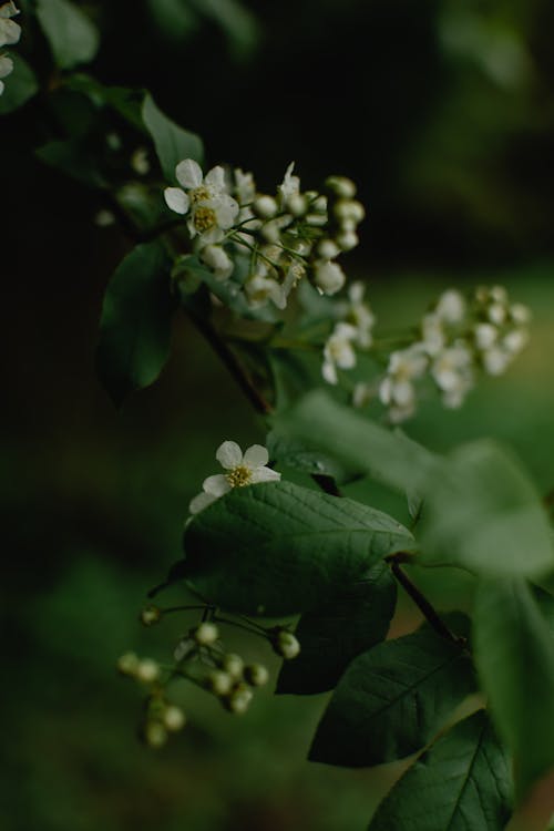 녹색 잎과 흰색 꽃