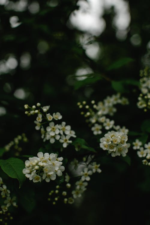 Free Imagine de stoc gratuită din floră, flori, fotografiere verticală Stock Photo