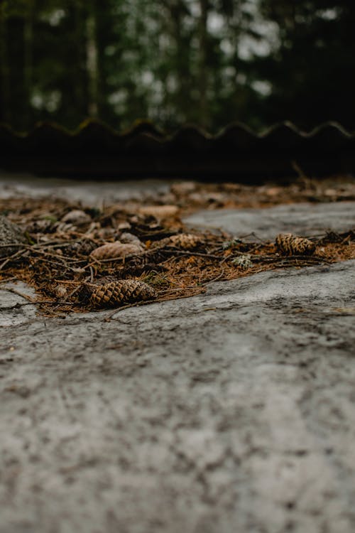 Dried Pine Cones on the Ground