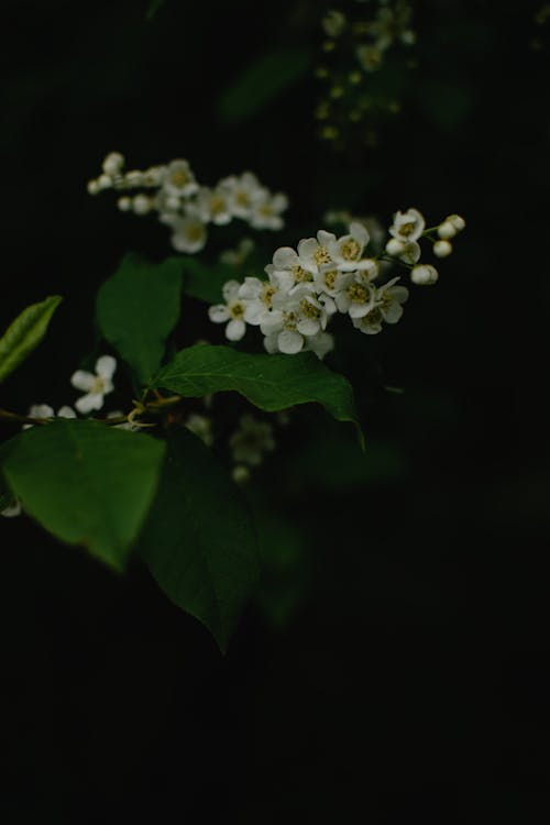 Základová fotografie zdarma na téma flóra, kvést, květ
