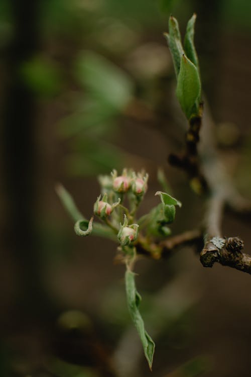Close-Up Shot of Flower Buds