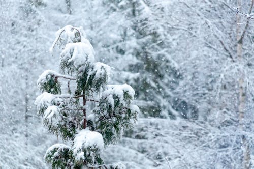 Free A Snow-Covered Pine Tree Stock Photo