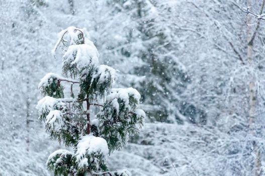 A serene snow-covered pine tree in a winter landscape, capturing tranquil snowfall.