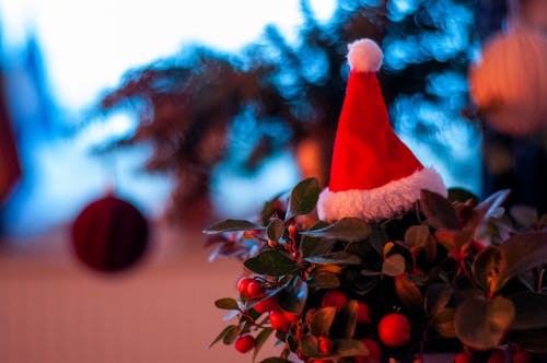 Close-Up Shot of a Santa Hat on Top of Berries