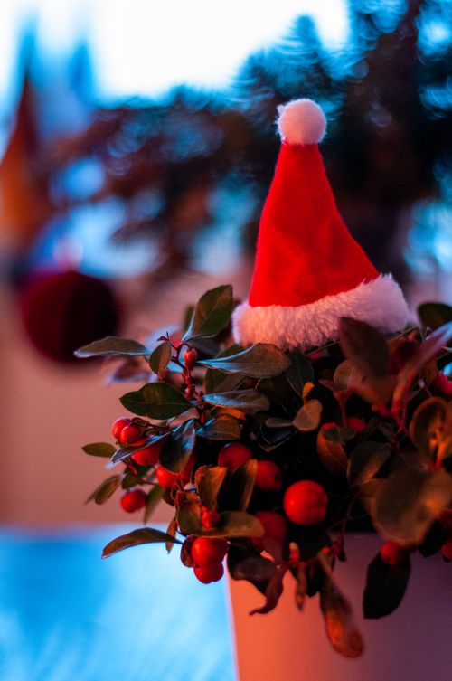 Free Vibrant Christmas-themed plant with a Santa hat in a cozy indoor setting. Stock Photo
