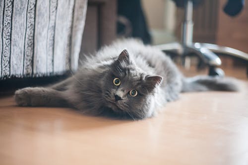 Gray Cat lying on Wooden Floor