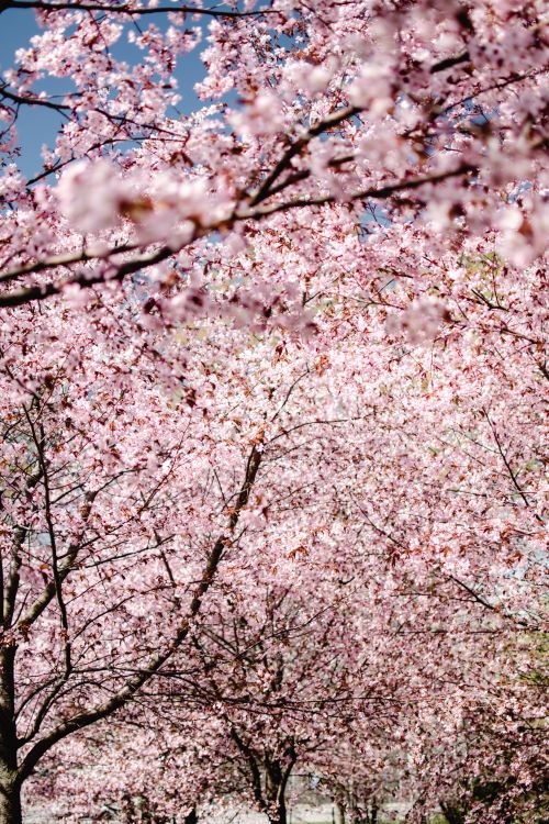 Free Stunning cherry blossoms in full bloom, capturing the essence of spring in Helsinki. Stock Photo