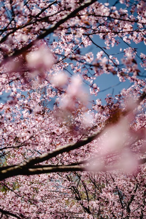 Gratis stockfoto met Azië, bloeiende boom, bloemen