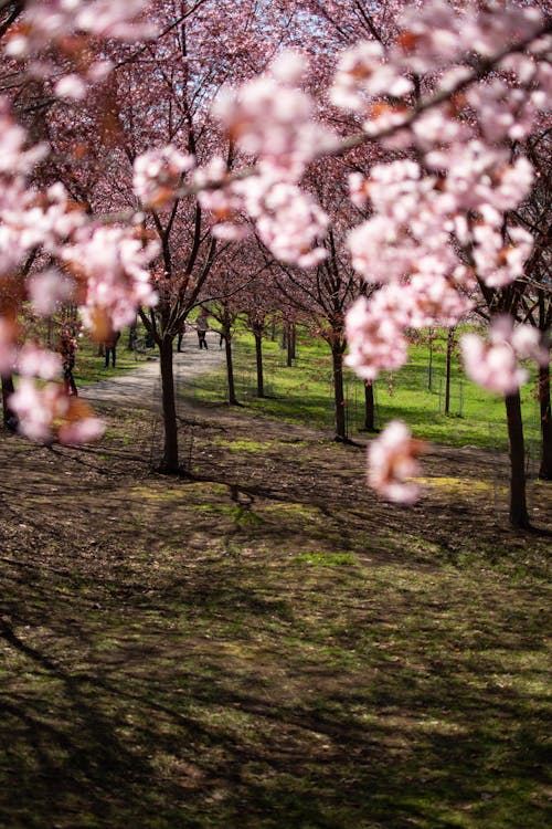 Free Pathway Between Flowering Trees Stock Photo