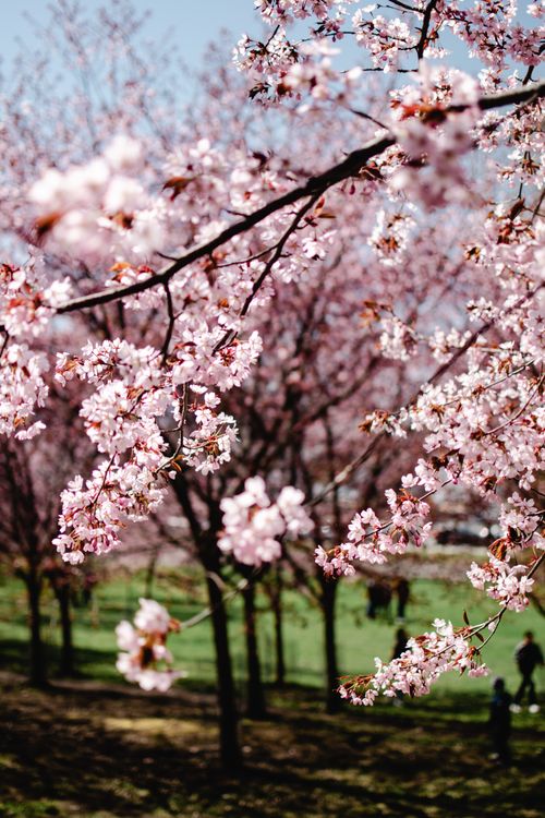 Free Captivating cherry blossoms in full bloom in a Helsinki park, showcasing nature's beauty. Stock Photo