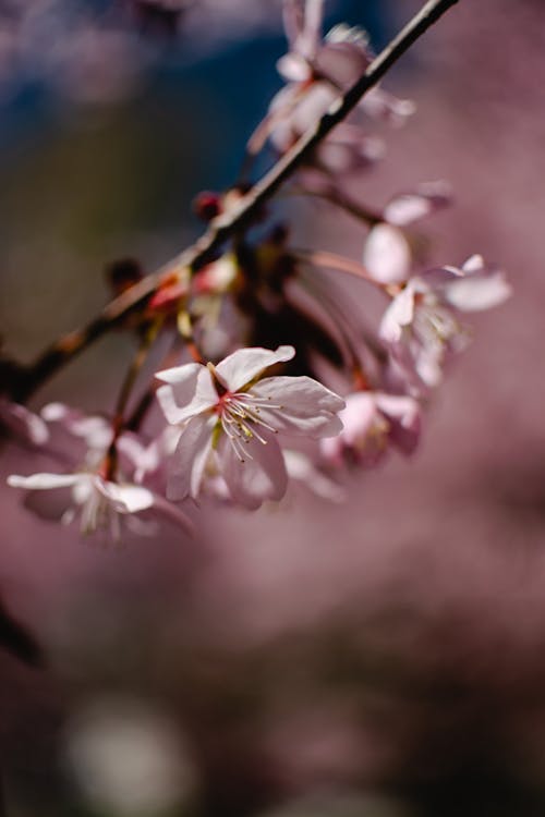 Small Flower in Close Up Photography