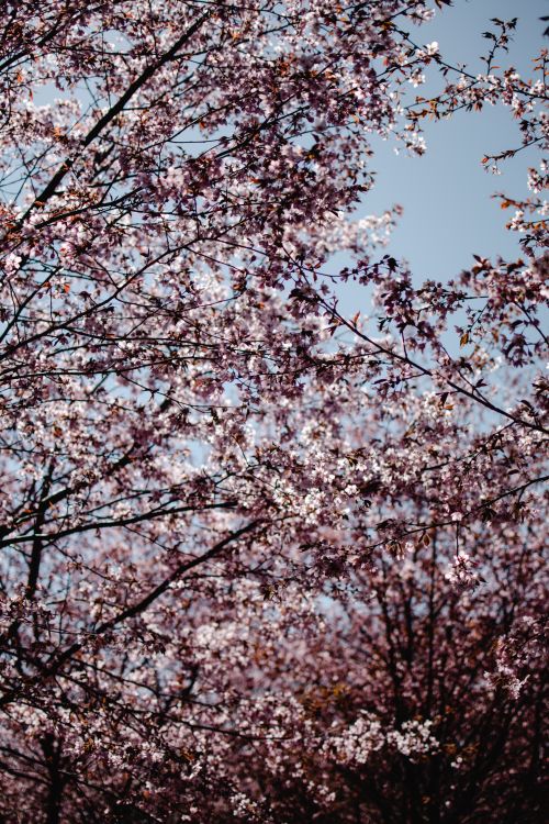 Free Vibrant cherry blossoms blooming on a sunny spring day in Helsinki, Finland. Stock Photo