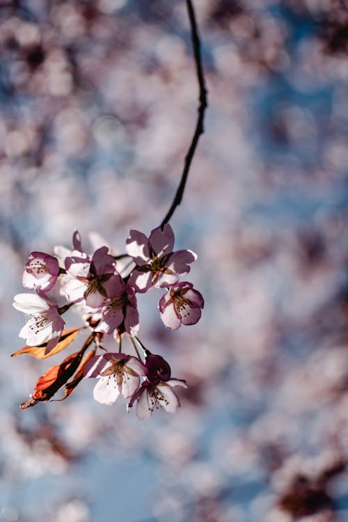 Flor De Cerejeira Branca Em Fotografia De Primeiro Plano