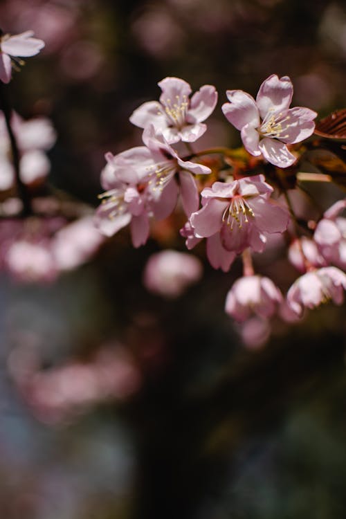 Beautiful Pink Cherry Blossoms in Bloom