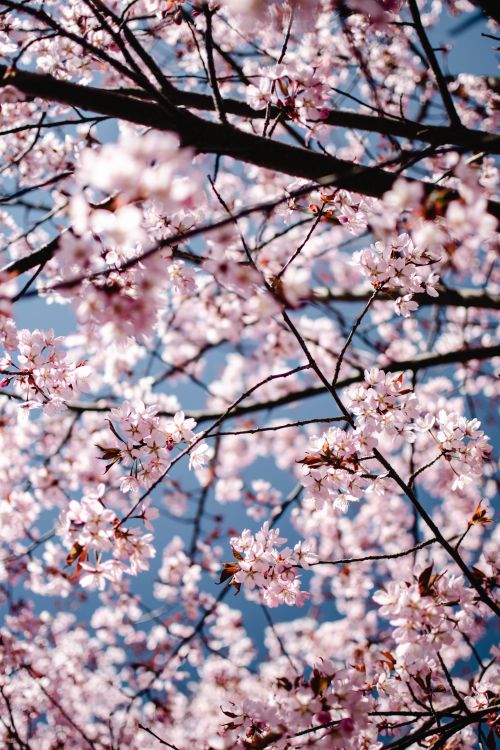 Free A vibrant close-up of cherry blossoms in full bloom against a clear blue sky, captured in Helsinki, Finland. Stock Photo