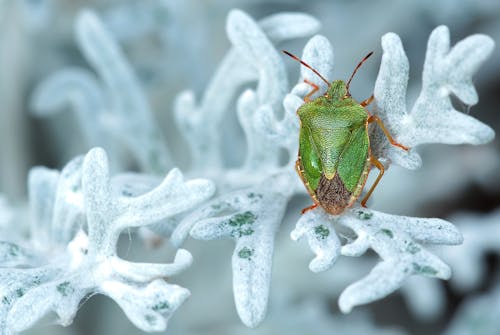 Green and Brown Bug on White Leaf