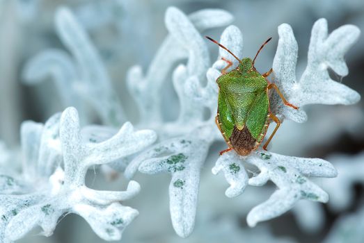 Green and Brown Bug on White Leaf