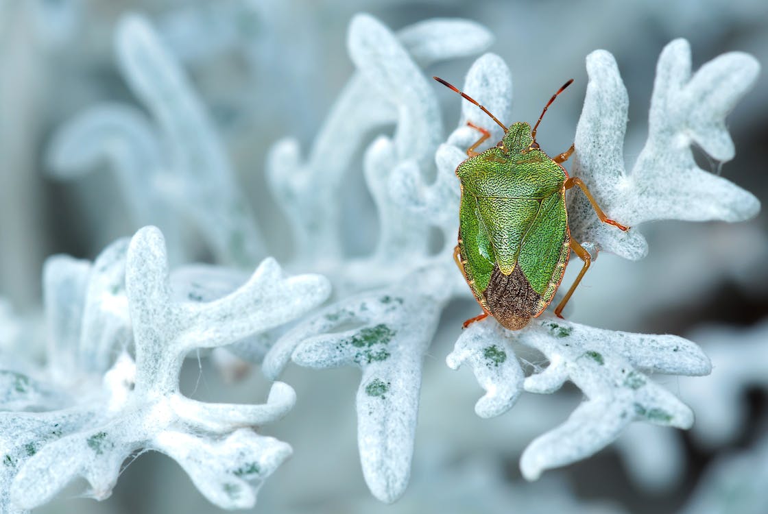 Free Green and Brown Bug on White Leaf Stock Photo
