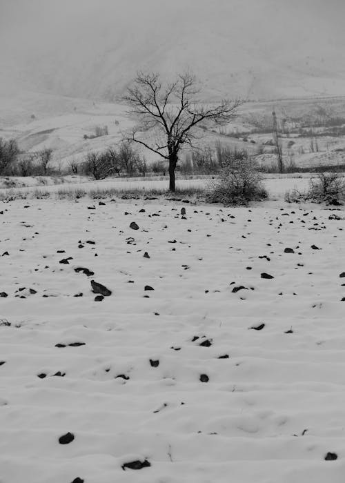 A Leafless Tree on a Snow-Covered Field
