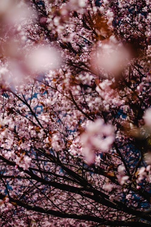 Free Stunning close-up of cherry blossoms in vibrant bloom, capturing spring's beauty in Helsinki. Stock Photo