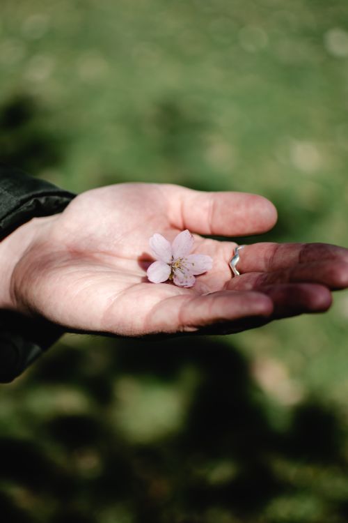 Free A close-up of a hand holding a cherry blossom in Helsinki. Perfect for spring themes. Stock Photo