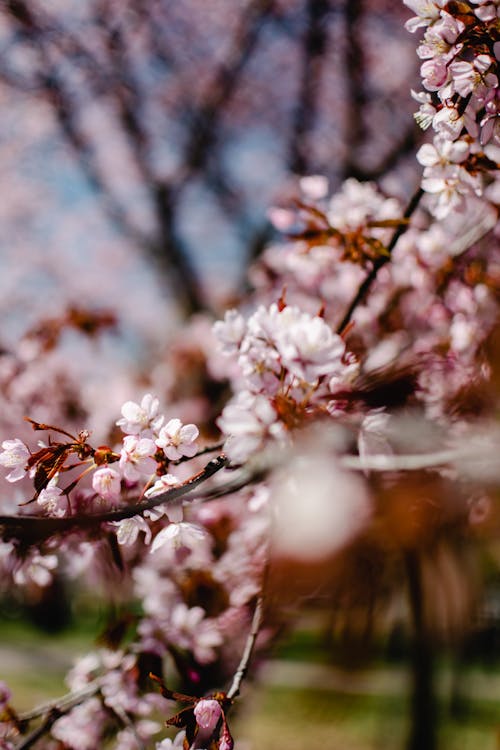 Pink Cherry Blossoms in Bloom