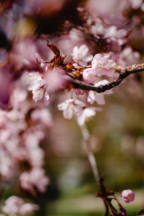 Pink Cherry Blossoms in Bloom