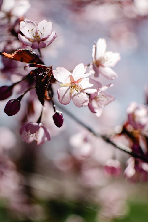 Free Ingyenes stockfotó ág, cseresznyevirág háttér, cseresznyevirág háttérkép témában Stock Photo