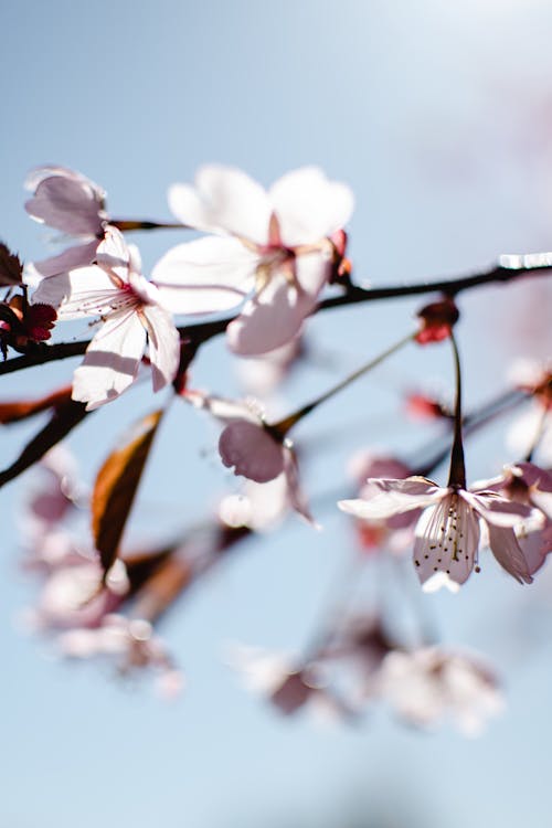 Gratis Bunga Sakura Putih Mekar Foto Stok