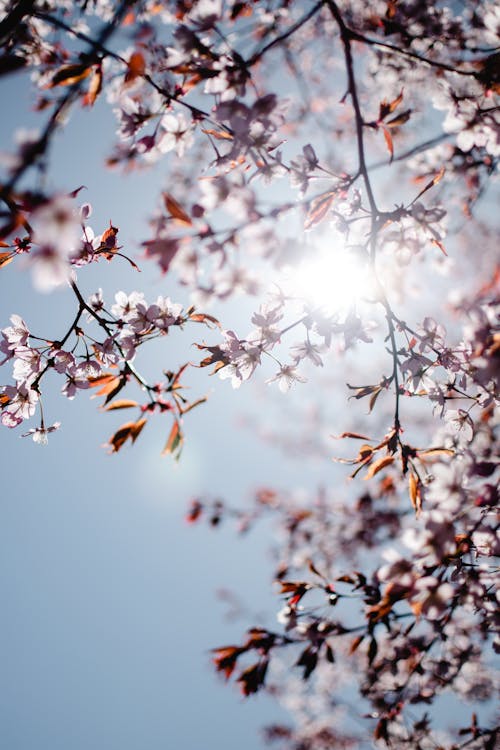 Free Ingyenes stockfotó ágak, alacsony szögű felvétel, cseresznyevirágok témában Stock Photo