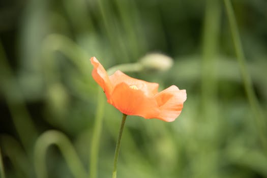 A delicate orange poppy flower swaying gently in a lush green field.