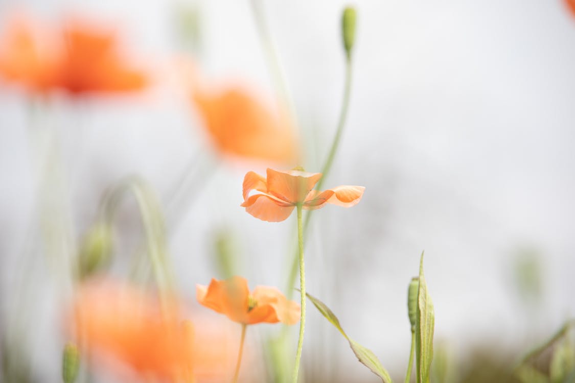 Oranje Bloemen In Tilt Shift Lens
