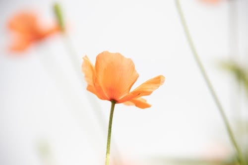 Ücretsiz Tilt Shift Lens Içinde Turuncu çiçek Stok Fotoğraflar