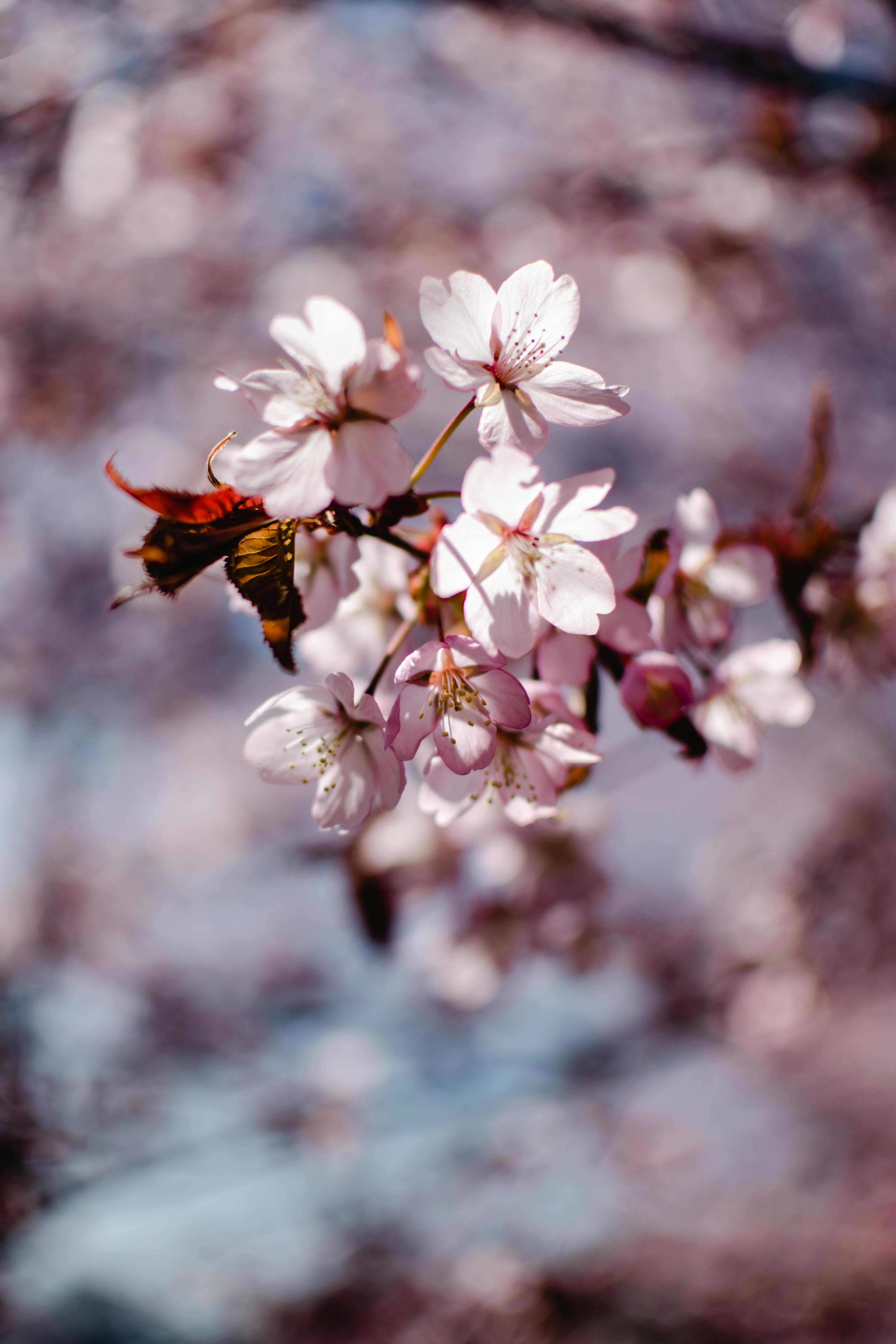 HD wallpaper plant cherry blossom kyoto park kyiv ukraine iphone  wallapaper  Wallpaper Flare