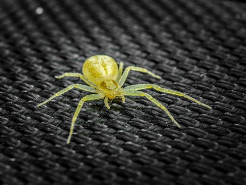 Gratis lagerfoto af dyr, edderkop, gul